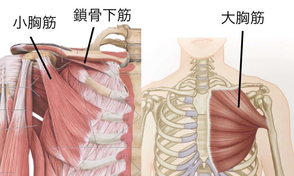 肩こりの原因の胸の筋肉