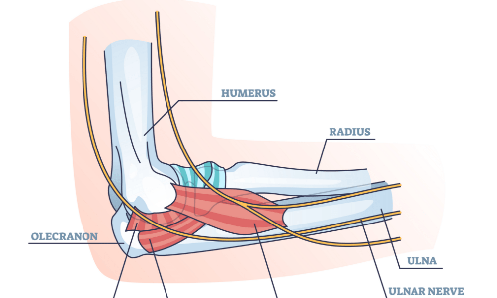 尺骨神経のイラスト